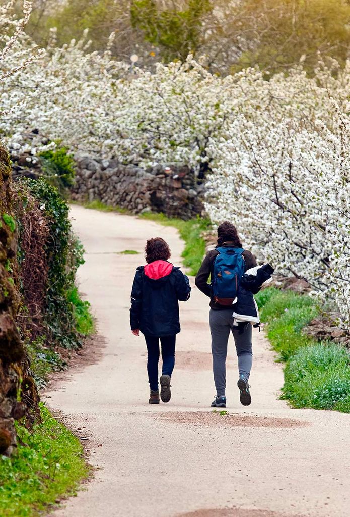 Pareja paseando por el Valle del Jerte y sus cerezos