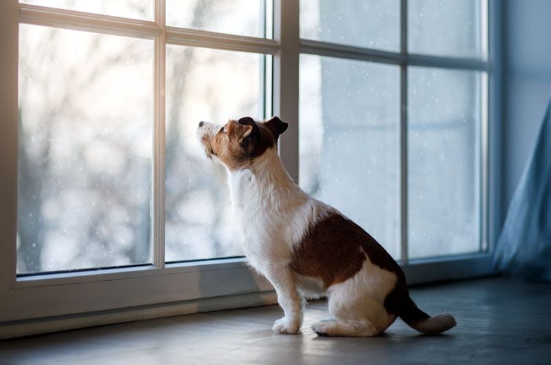 perro ventana