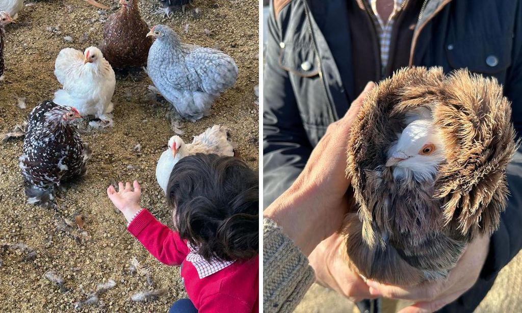 PEPE DANDO DE COMER A LAS GALLINAS-Collage-U43565853222qyU