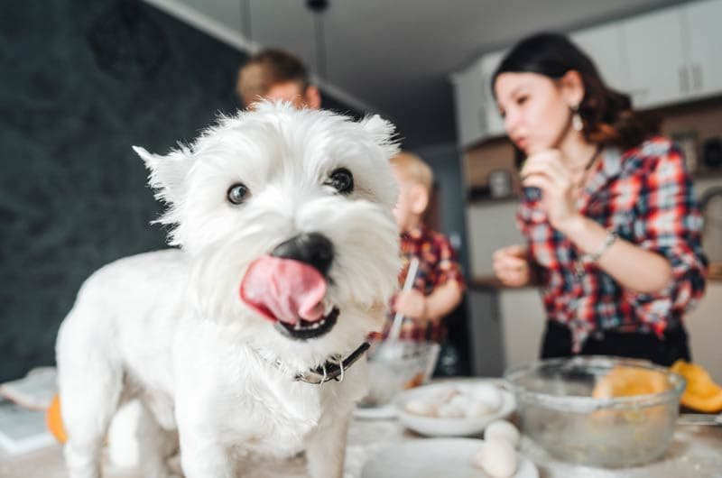 perro comida