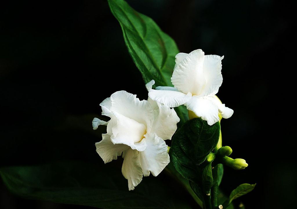 cultivar gardenia 7