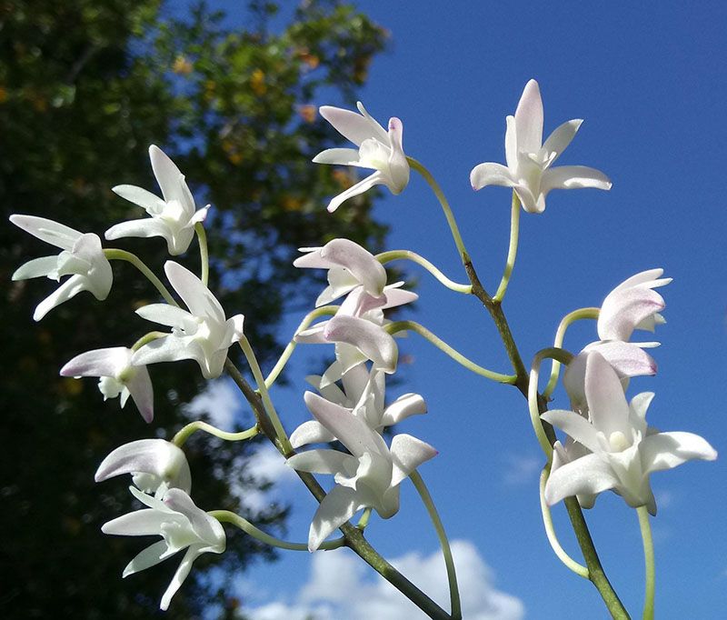 cuidados dendrobium 3