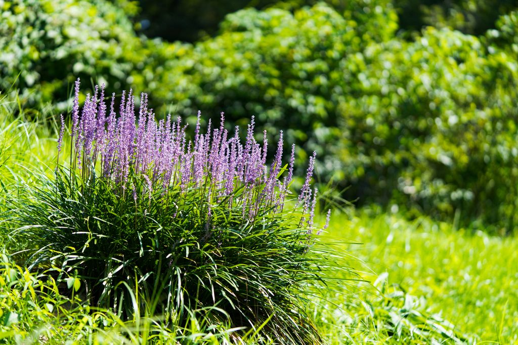 Liriope muscari en el jardín