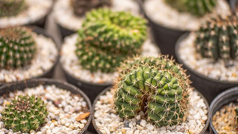 cuidados gymnocalycium 8