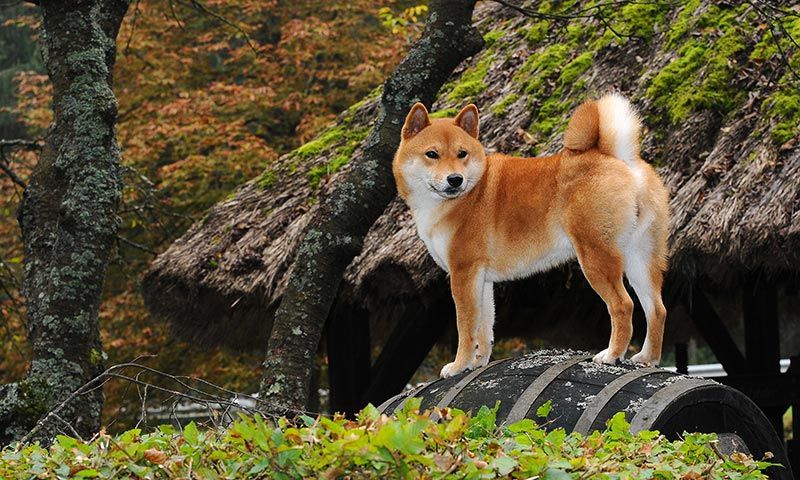 razas de perro en el cine jack akita hachiko