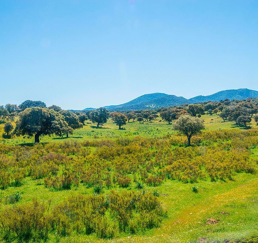 alcudia paisaje