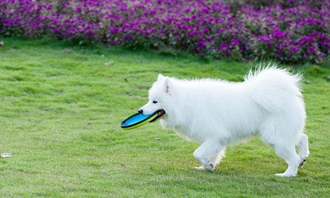 Perro con frisbee