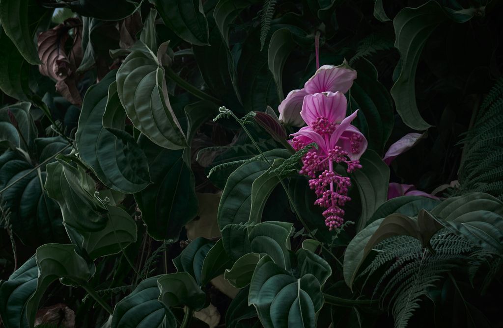 Detalle de la flor de la medinilla magnifica