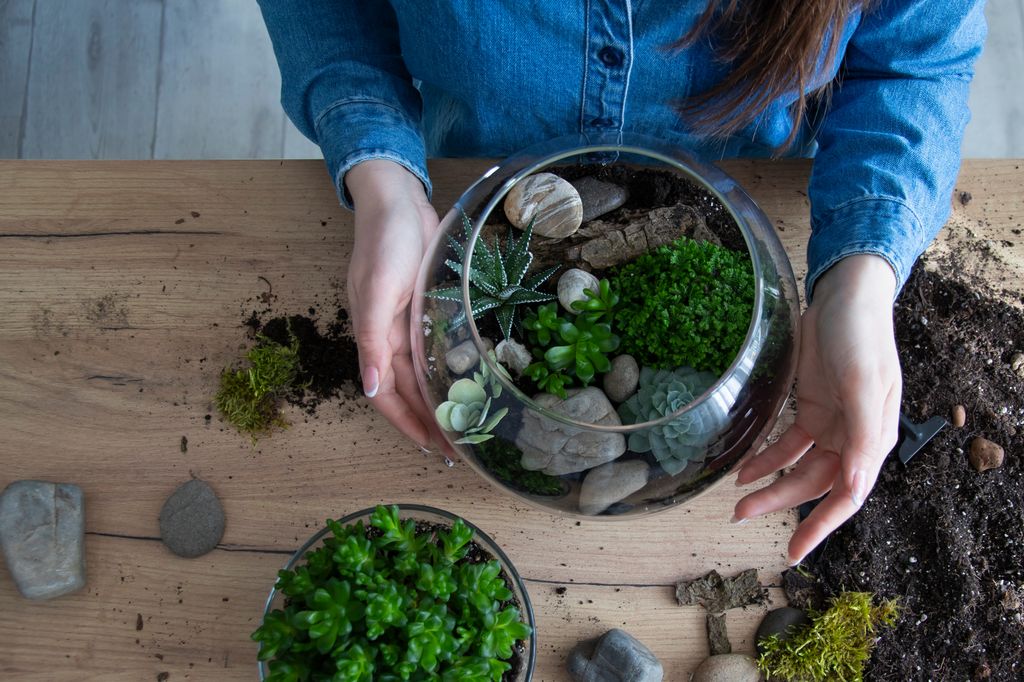 Hacer un terrario en casa