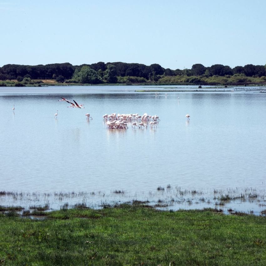 el rocio huelva