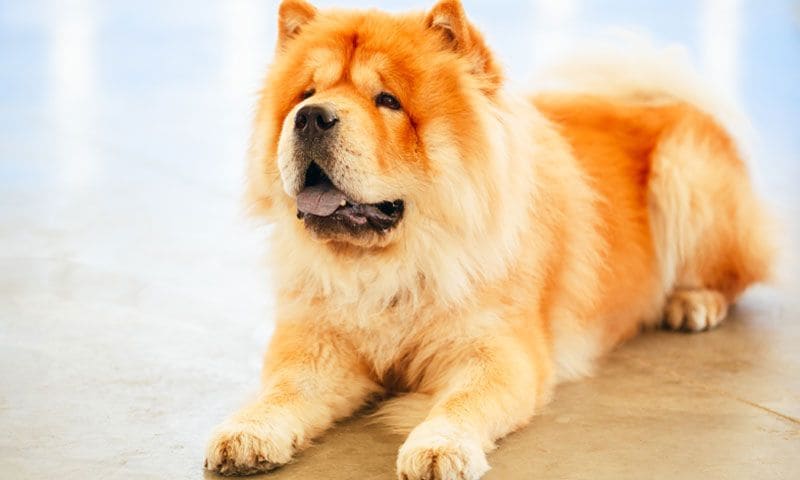 chow chow