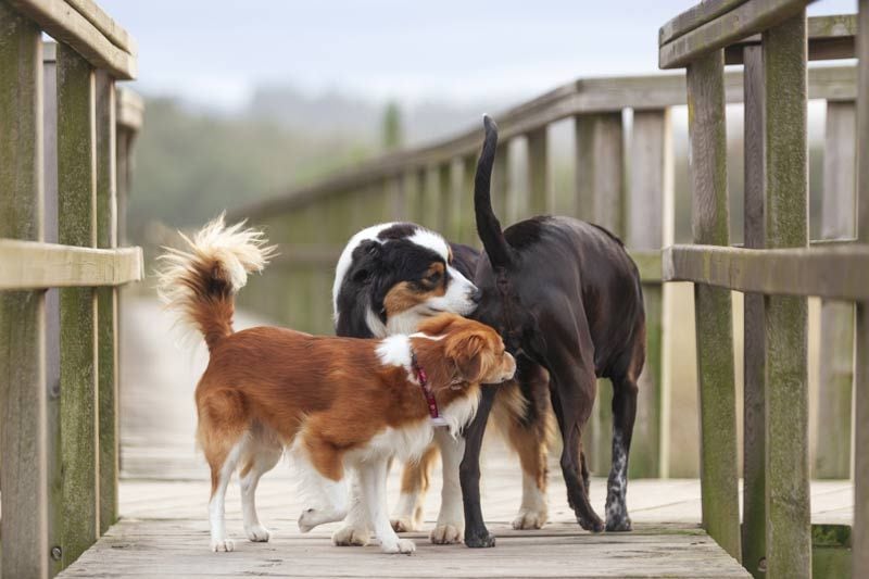 perros oliendo