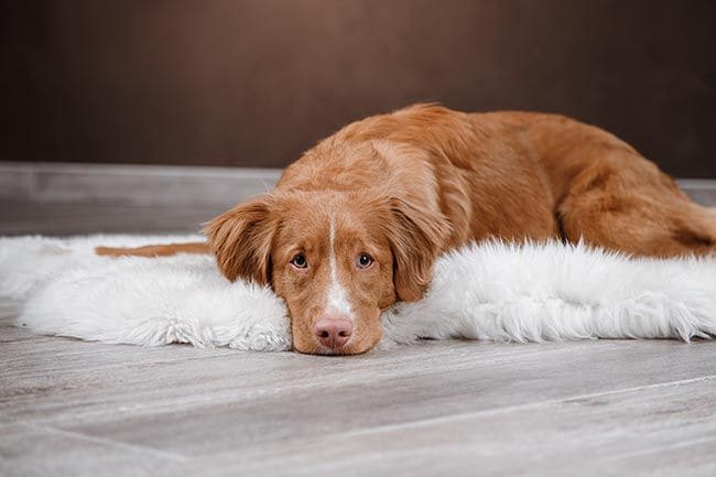 Cuanto tu perro llora ¿lo hace de verdad?