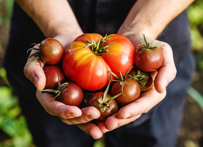 adobe tomates manos