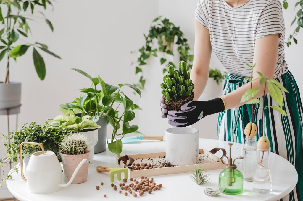 Mujer trasplantando un cactus