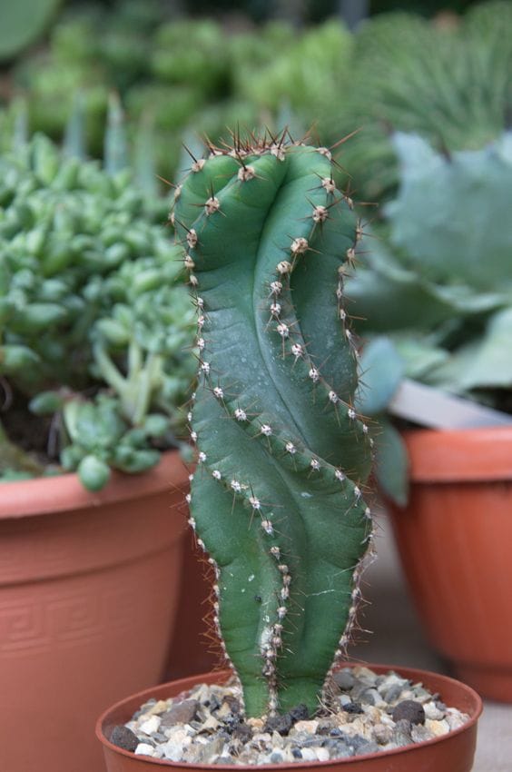 cactus cereus decorar plantas hola 04