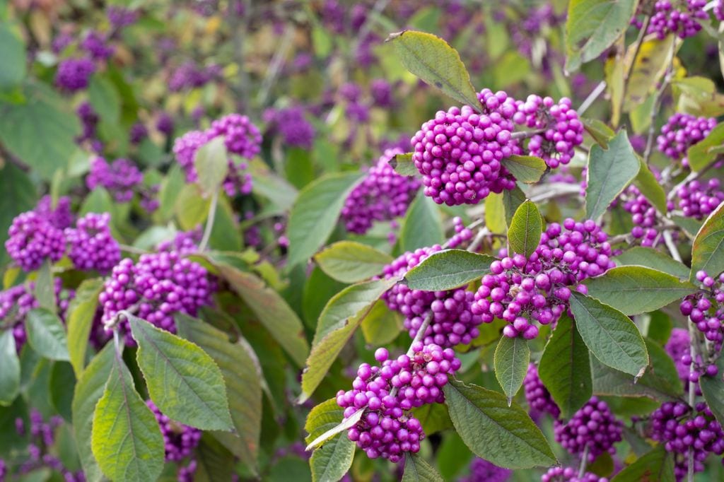 Callicarpa