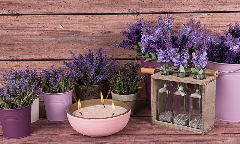 plantas repelentes mosquitos lavanda