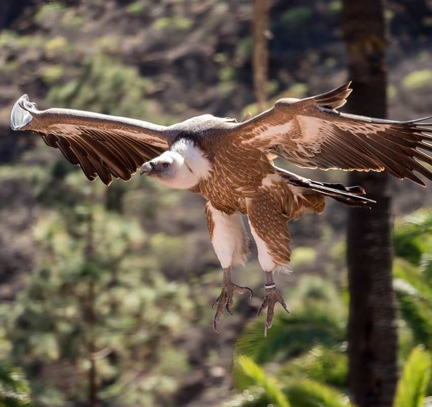 Exhibición de aves en el Palmitos Park cerca de Maspalomas, Gran Canaria