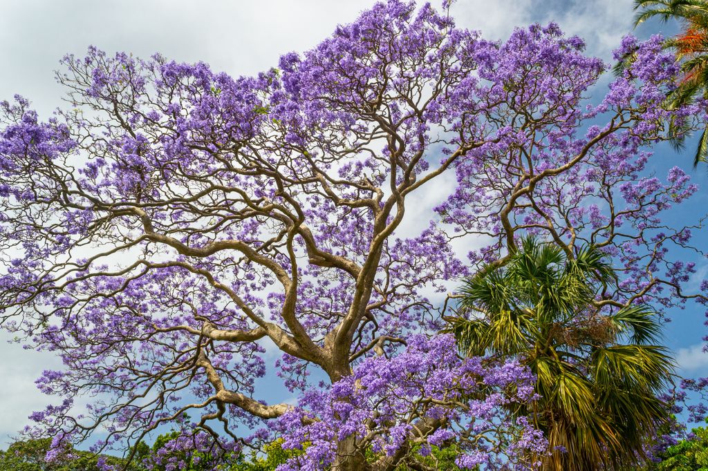 Jacaranda mimosifolia