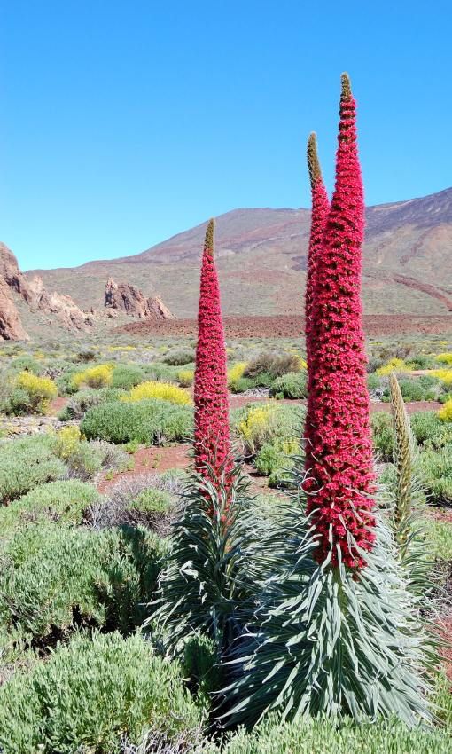 Tajinaste rojo, el espectáculo de la floración en el Teide, Tenerife