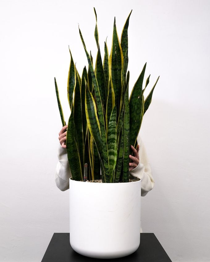 Sansevieria trifasciata cuidados 06