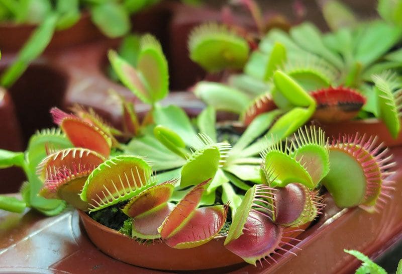 plantas carnivoras 6