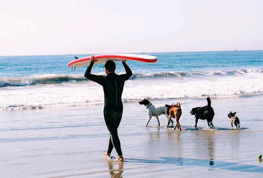 Surf-Dogs-on-the-Beach