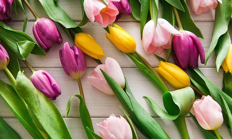 istock tulipan