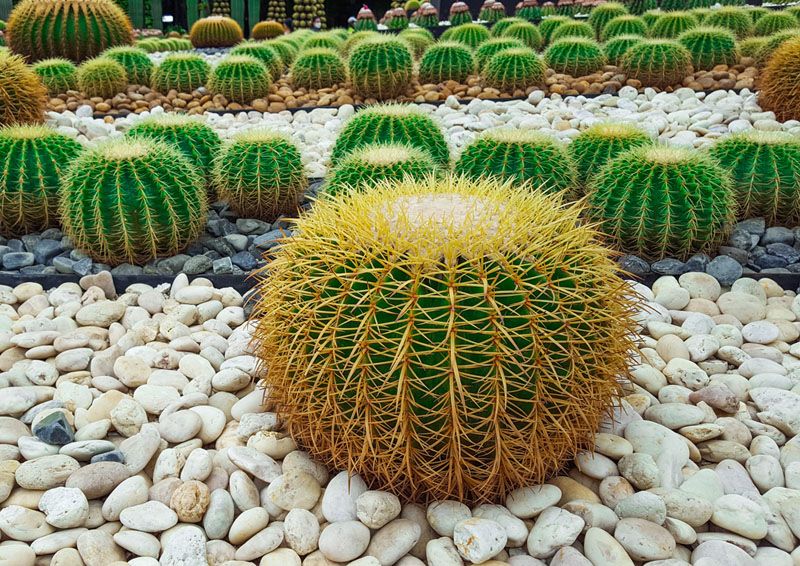 cactus erizo cultivo cuidados hola decoracion 08