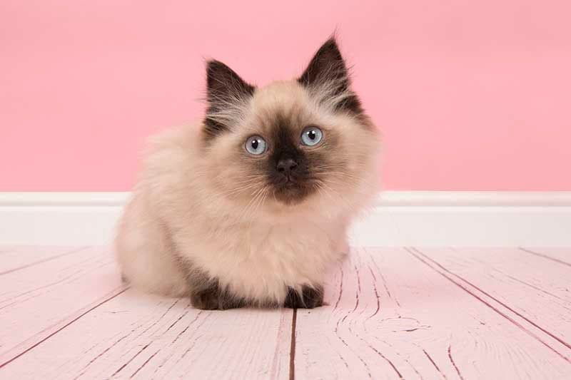 ragdoll iStock 898785034