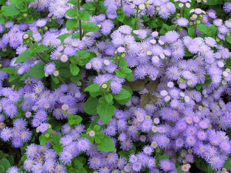 planta agerato damasquino ageratum hola decoracion 05