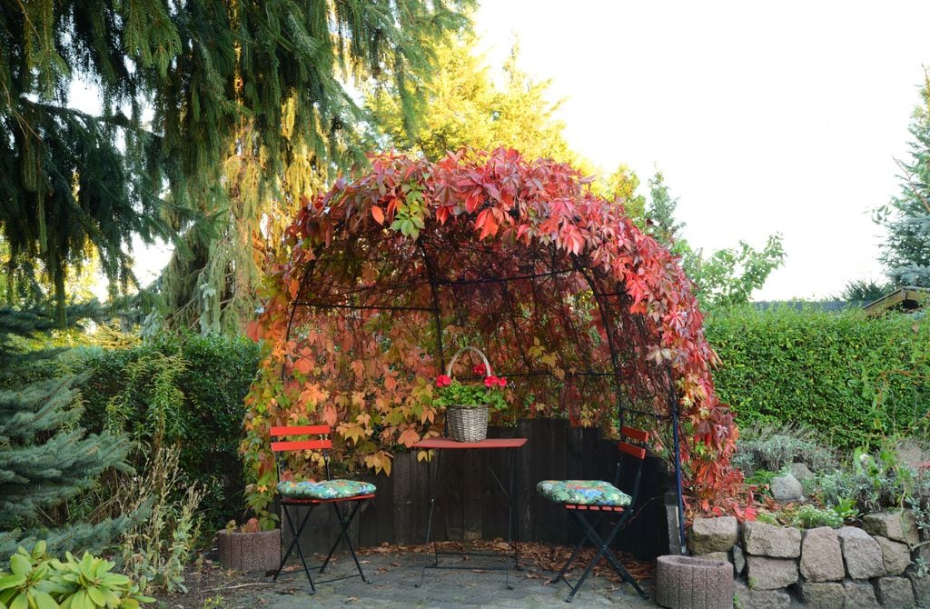 Pérgola con enredaderas de hoja caduca