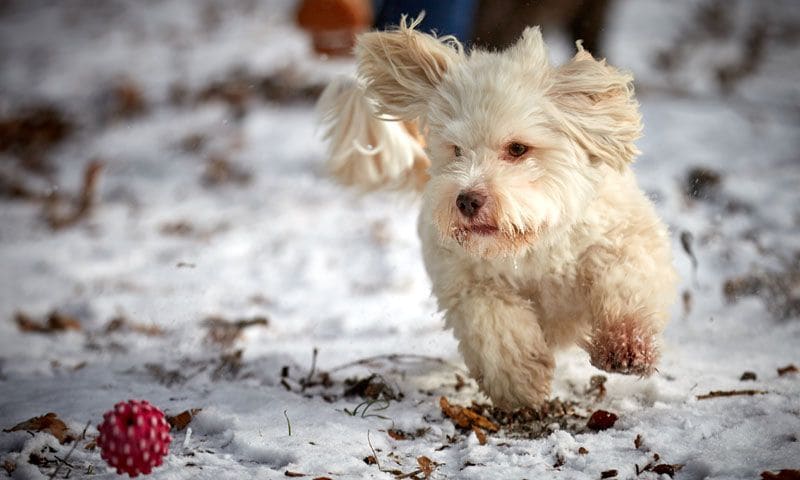 bichon havanero