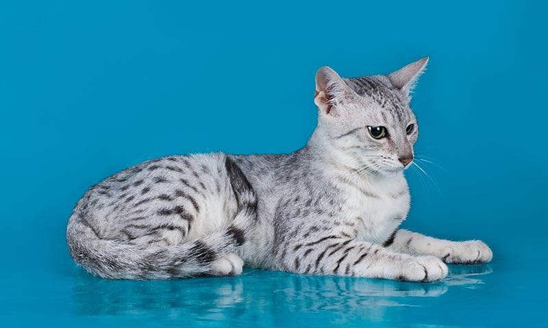 egyptian mau