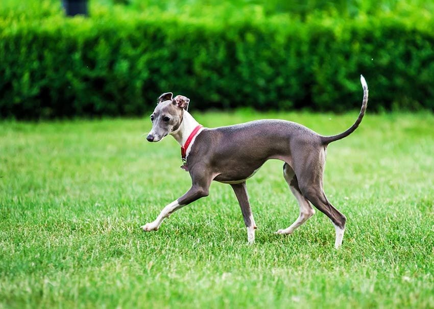 07 raza galgos tipos distintos