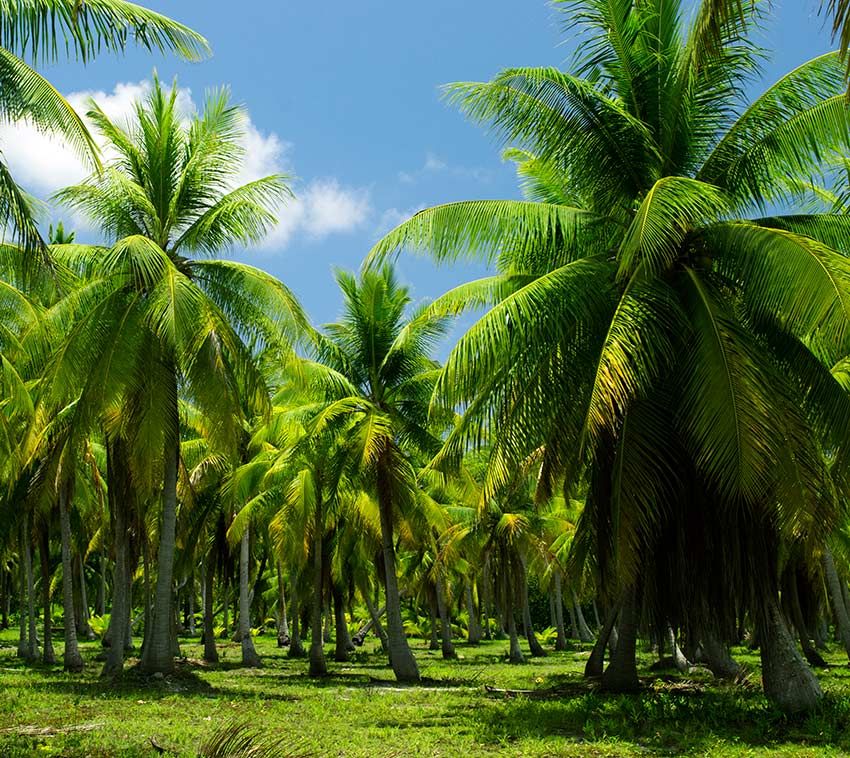 tuamotu cocos