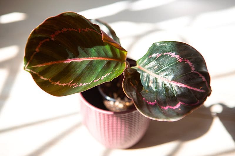 calathea roseopicta 10a