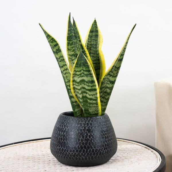 sansivieria