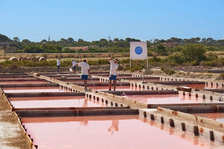 salinas-flor-sal-estrenc-ibiza