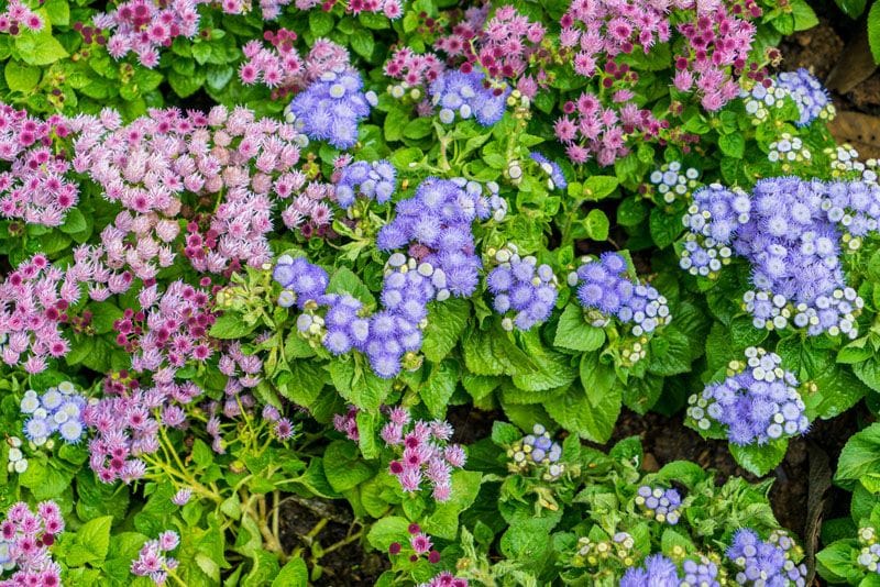 planta agerato damasquino ageratum hola decoracion 02