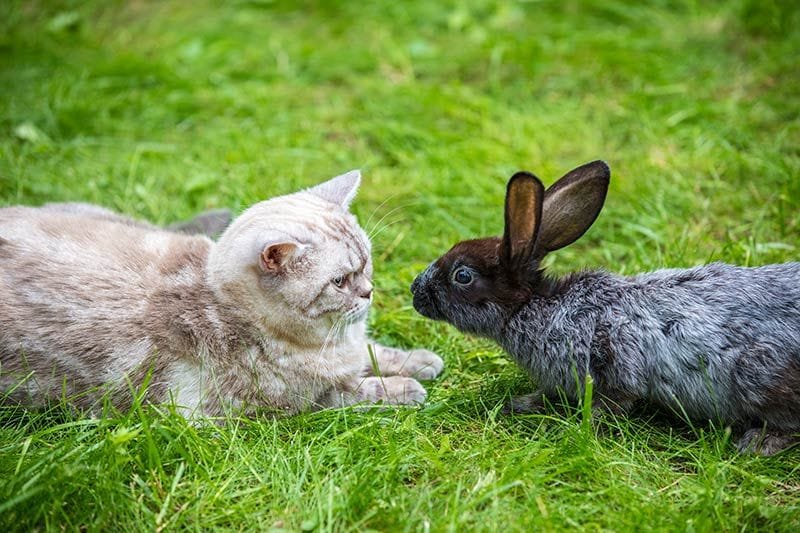 09 manias costumbres conejos