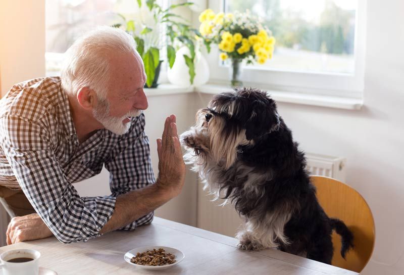 perro comida