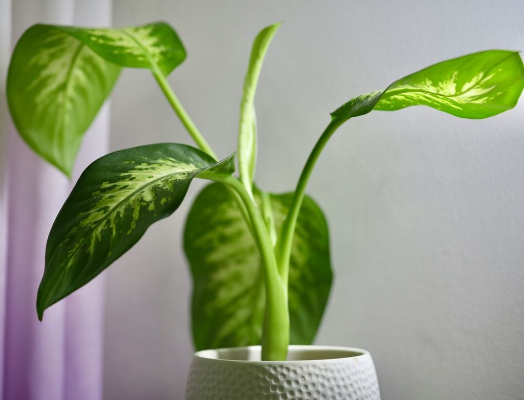 Ejemplar de dieffenbachia