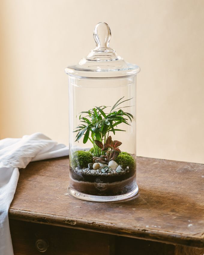 como crear terrario plantas hola decoracion 01