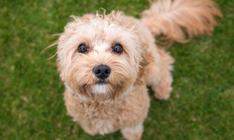 cavoodle