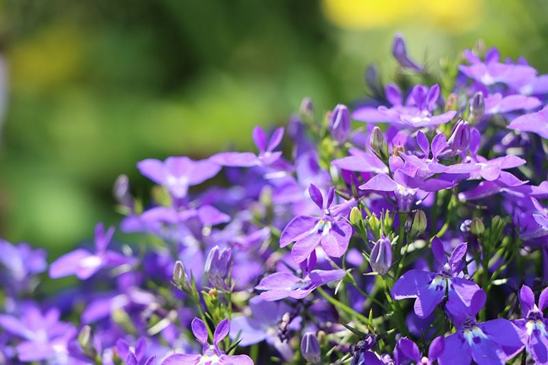 cuidados lobelia 08a