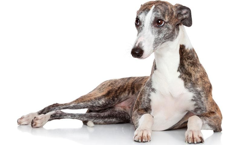 galgo