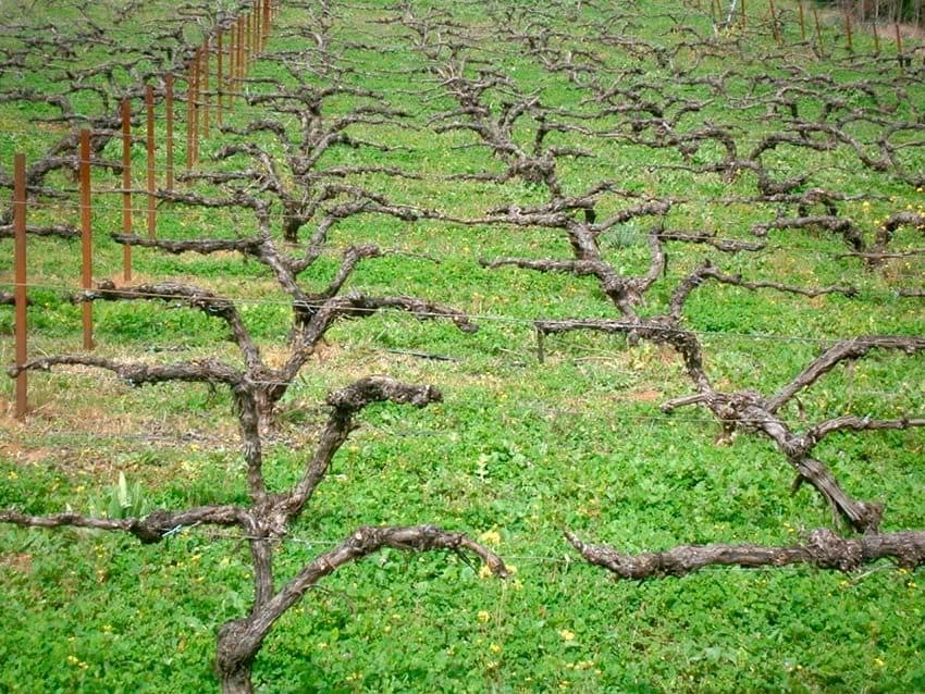 bodegas robles 7 vinedo