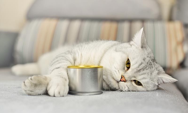 alimentos buenos para gato lata comida humeda